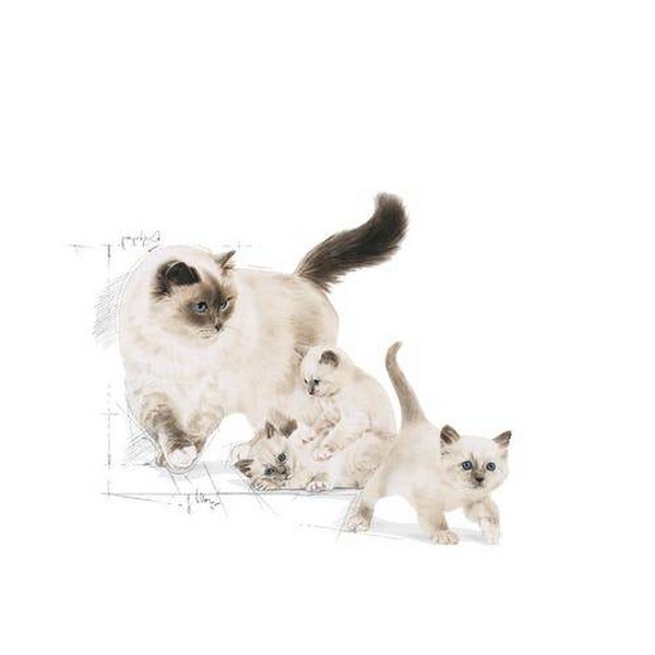Royal Canin First Age Mother & Baby Dry Cat Food,2Kg