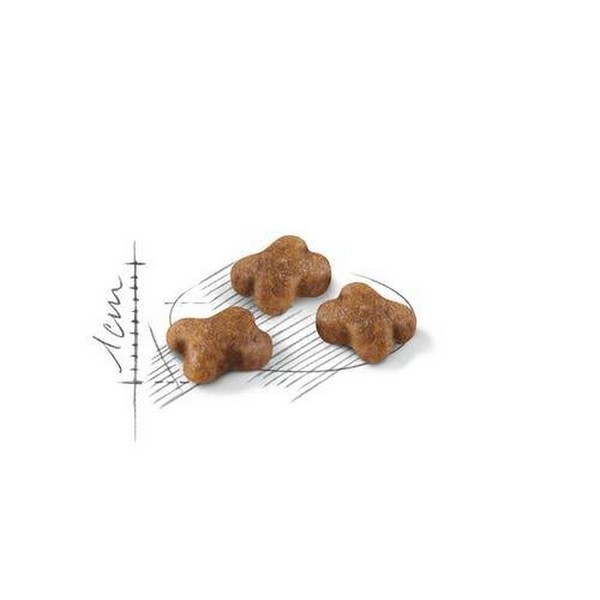 Royal Canin Second Age Kitten Dry Food – 400 gm