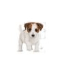 Royal Canin Mini Puppy Gravy Food 85gm (Buy 5 Get 1 Free)