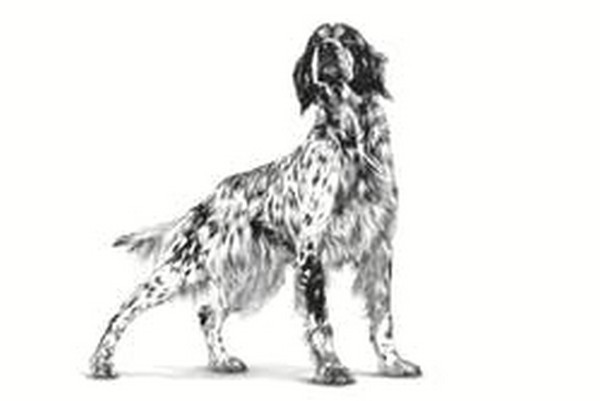 Royal Canin Cardiac Veterinary Dry Dog Food, 2 Kg