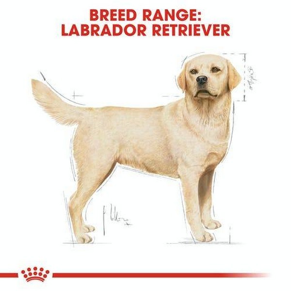 Royal Canin Labrador Retriever Adult Dry Dog Food, 12Kg