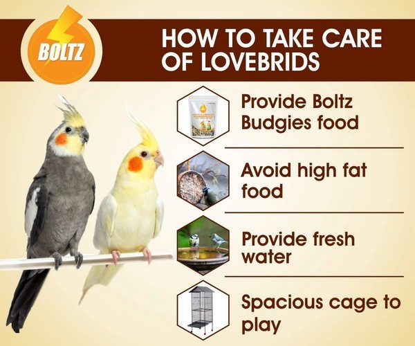 Boltz Food for Cockatiel & Lovebird, 1.2 kg