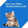 Drools Kitten Ocean Fish Dry Cat Food 3Kg (+1.2Kg Free)