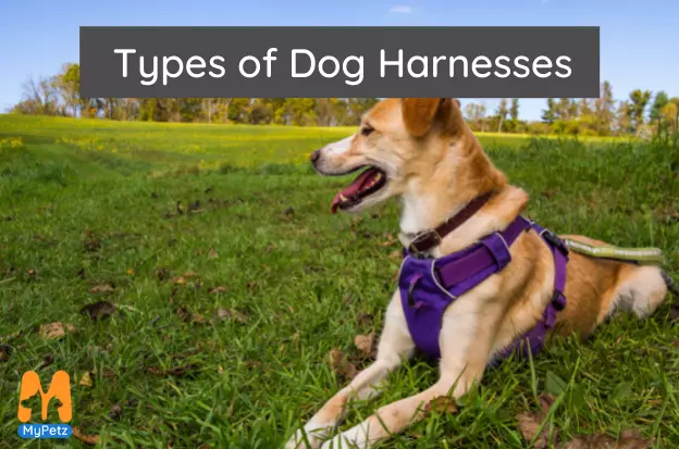 Adjustable harness for dog Reflective dog harness Waterproof dog harness Cotton harness for dogs Comfortable dog harness no pull
