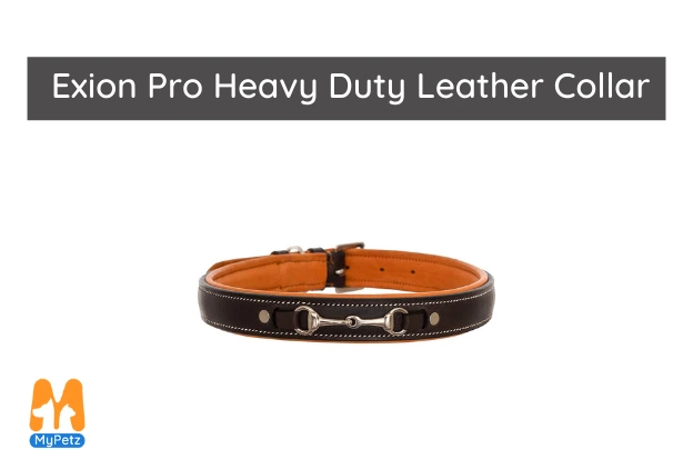 the best dog collar