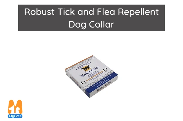 cool dog collars for your dog