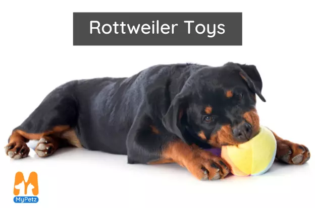 Pet Supplies : Nunbell [Large Size] Dog Puzzle Toys, Dog