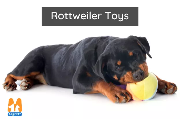 Rottweiler shop chew toys