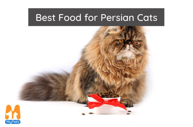 Best Food for Persian Cats